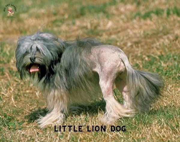 LITTLE LION DOG