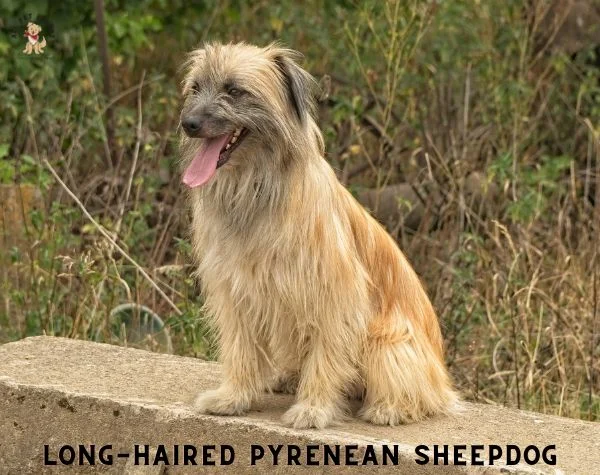 LONG HAIRED PYRENEAN SHEEPDOG