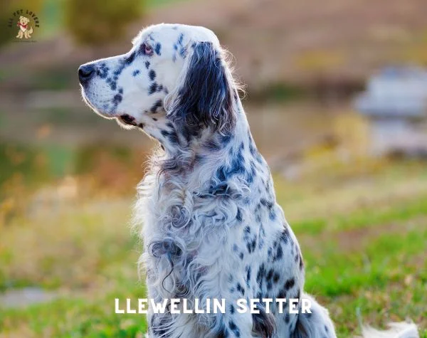 Llewellin Setter Dog