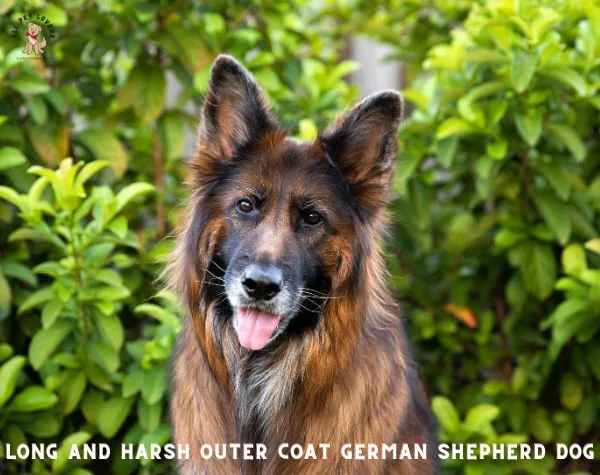 Long and harsh outer coat GERMAN SHEPHERD DOG