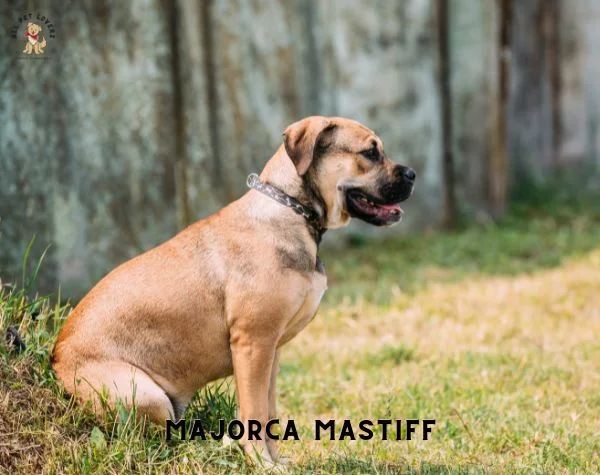 MAJORCA MASTIFF