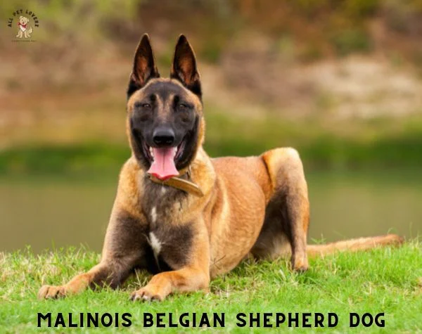 Malinois BELGIAN SHEPHERD DOG