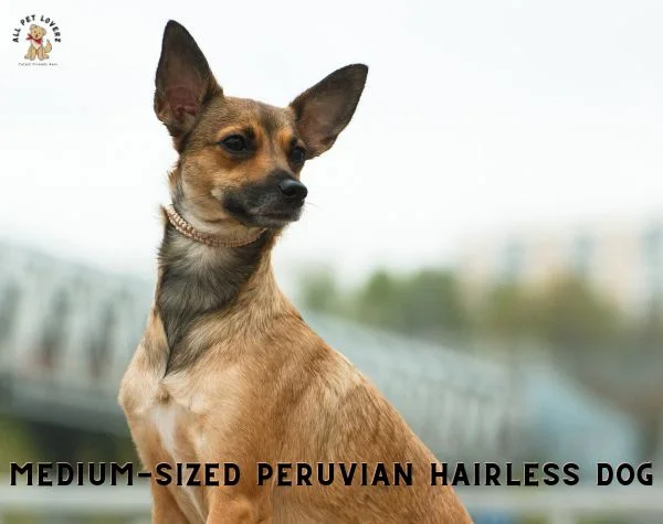 Medium sized PERUVIAN HAIRLESS DOG