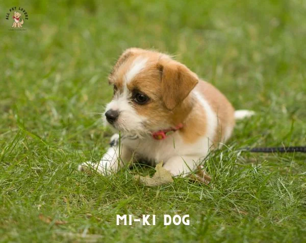 Mi-Ki Dog