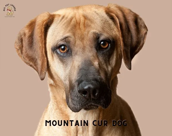 Black Mouth Cur (Mountain Cur Dog)