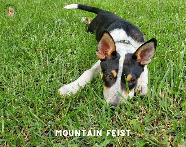 Mountain Feist