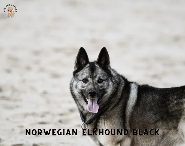 NORWEGIAN ELKHOUND BLACK