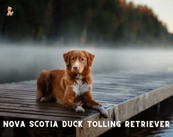 Nova Scotia Duck Tolling Retriever Dog