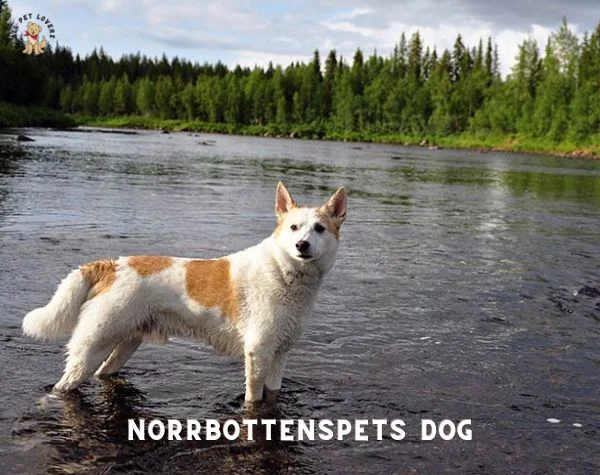 Norrbottenspets Dog