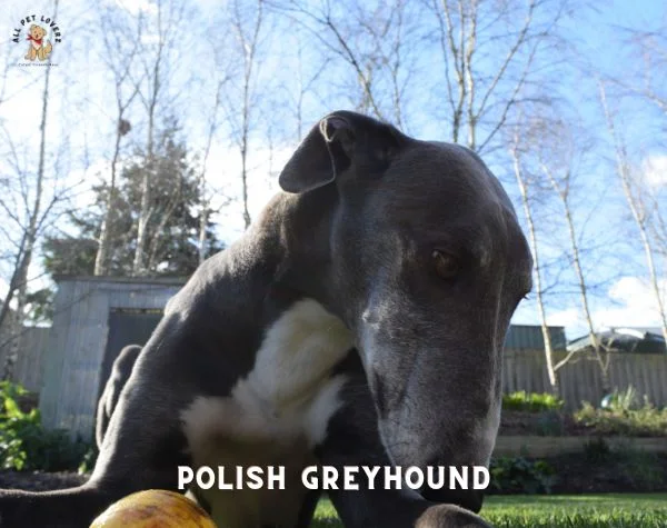 Chart Polski (Polish Greyhound)