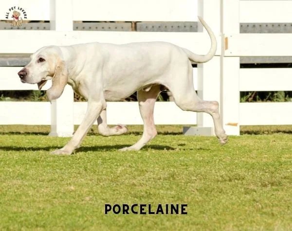 PORCELAINE