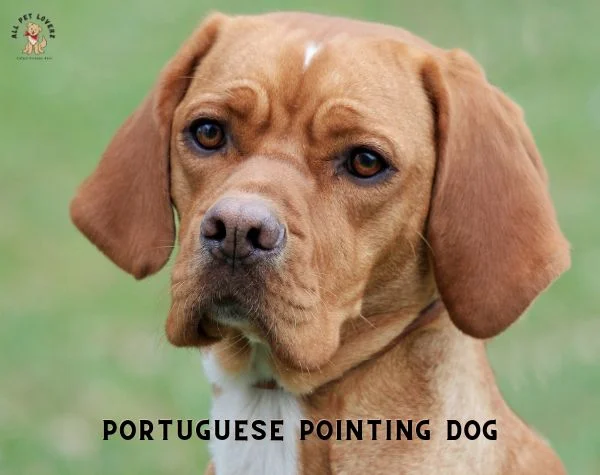 PORTUGUESE POINTING DOG