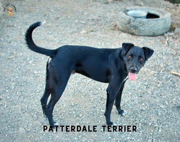 Patterdale Terrier