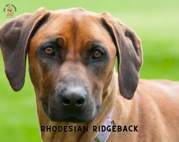 Rhodesian Ridgeback