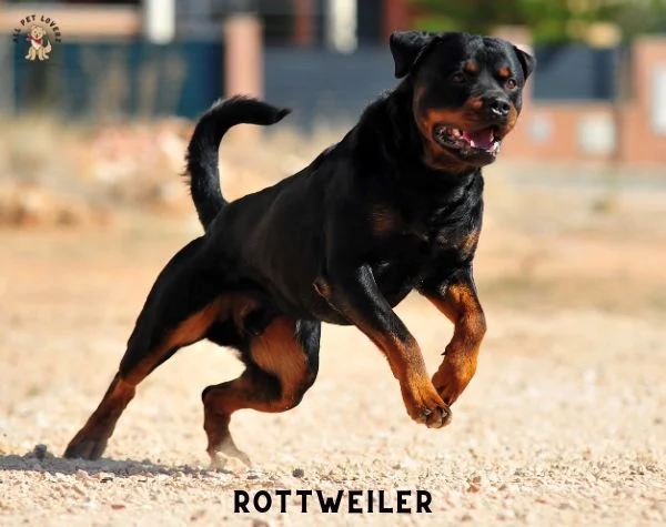 Most Popular Dog breed - Rottweiler