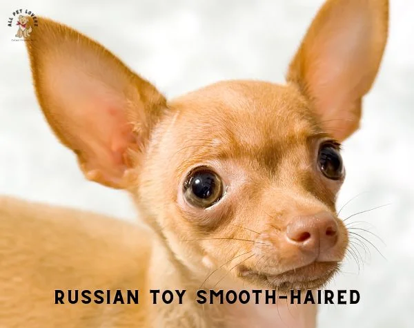 RUSSIAN TOY Smooth haired