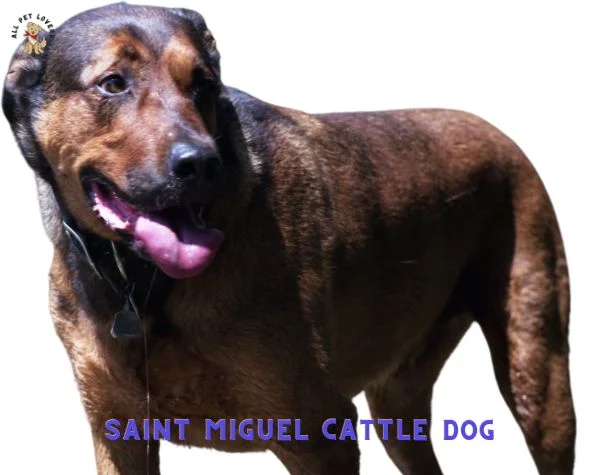 SAINT MIGUEL CATTLE DOG