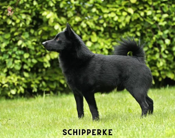 Schipperke