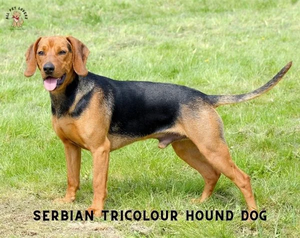 SERBIAN TRICOLOUR HOUND DOG