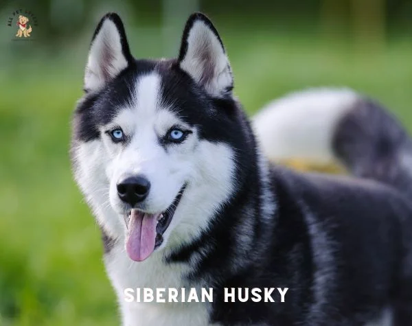 Most Popular Dog breed - Siberian Husky