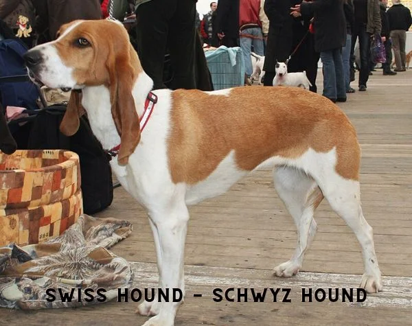 SWISS HOUND Schwyz Hound
