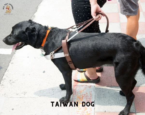 TAIWAN DOG