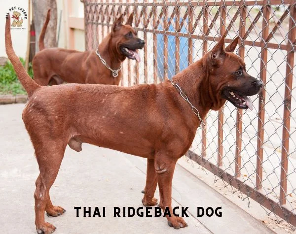 THAI RIDGEBACK DOG