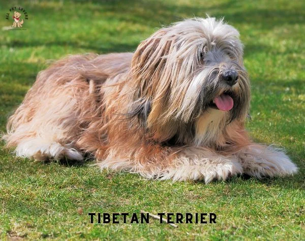 Tibetan Terrier