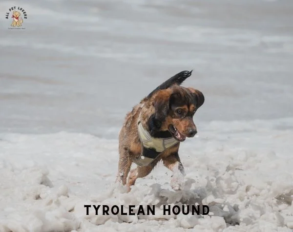 Tyrolean Hound