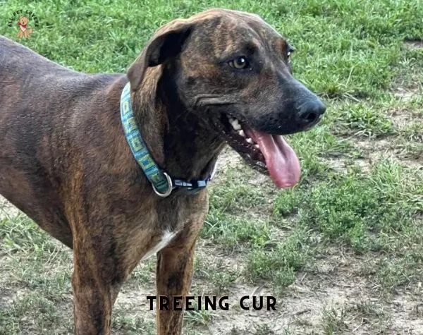 Treeing Cur 