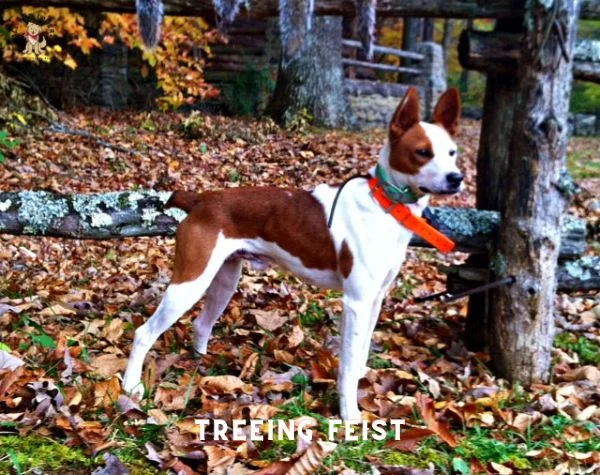 Treeing Feist