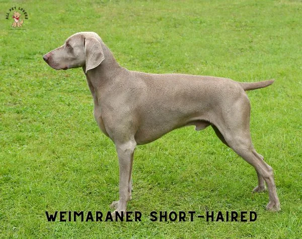 WEIMARANER Short haired