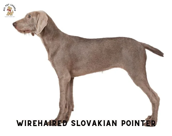 WIREHAIRED SLOVAKIAN POINTER
