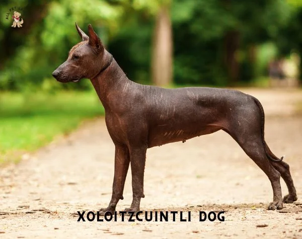 Xoloitzcuintli Dog