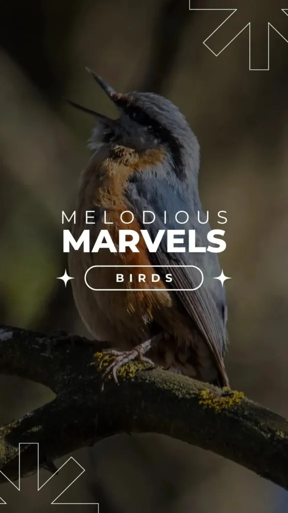 melodious marvels birds