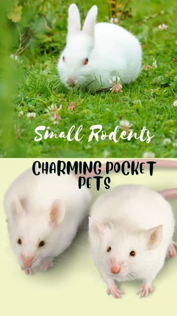 small redents charming pocket pets