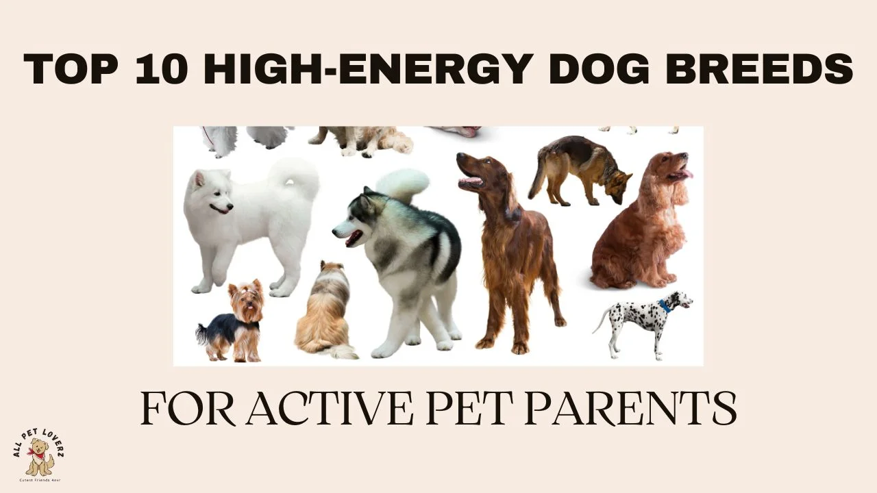 top 10 High-energy dog breeds for active pet parents