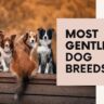 most gentle dog breeds in the world