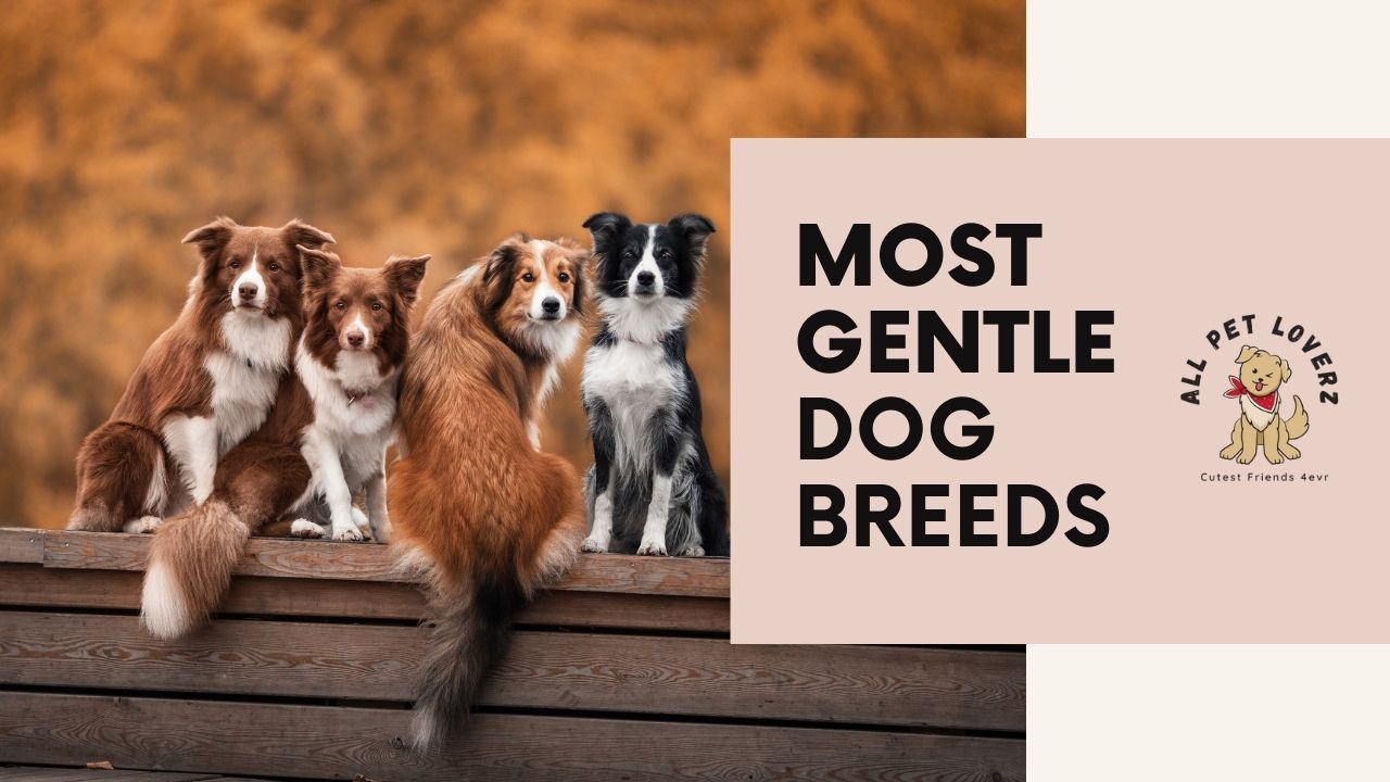 most gentle dog breeds in the world