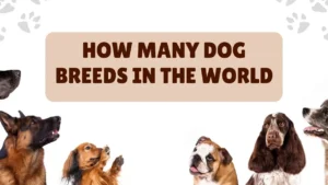 How Many DOg Breeds in The world