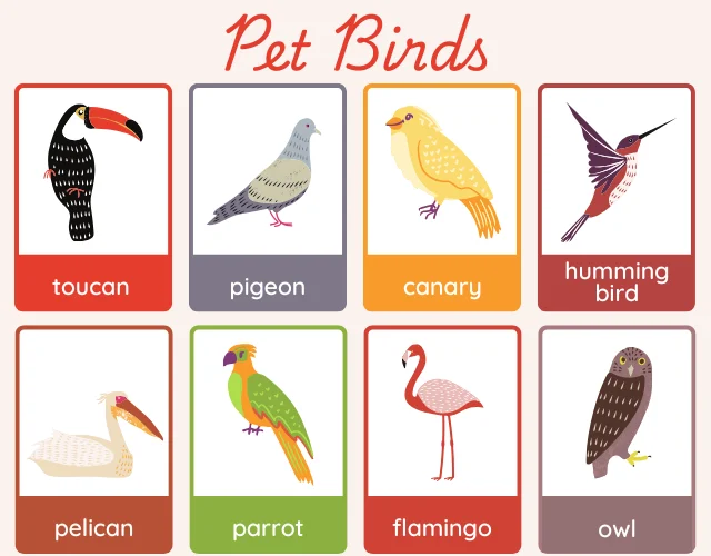 Pet Birds